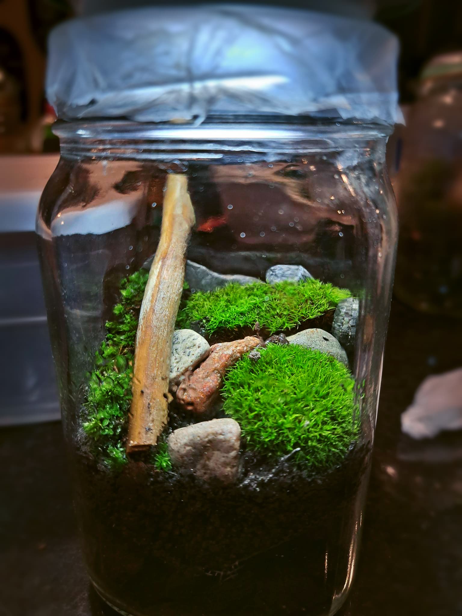 Image of a Terrarium