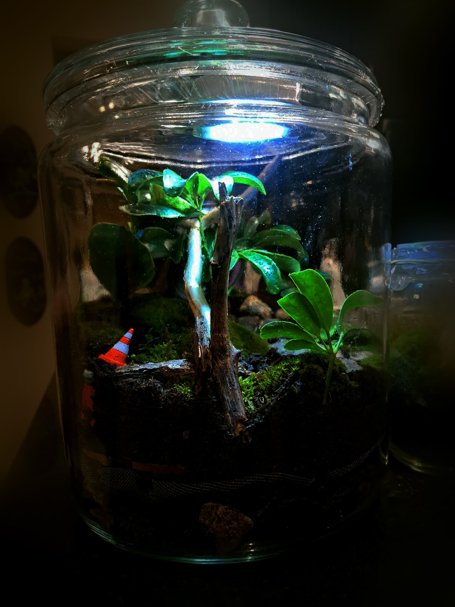 Image of a Terrarium