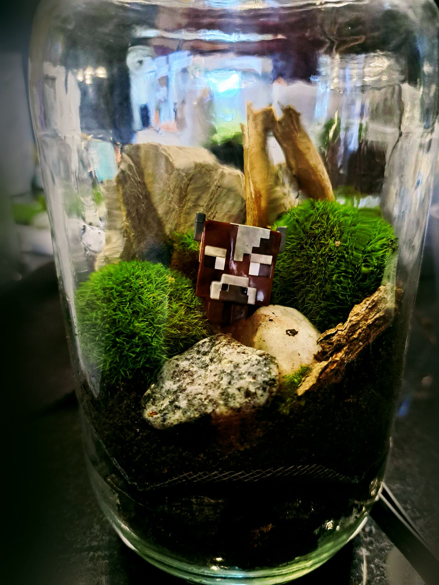 Image of a Terrarium