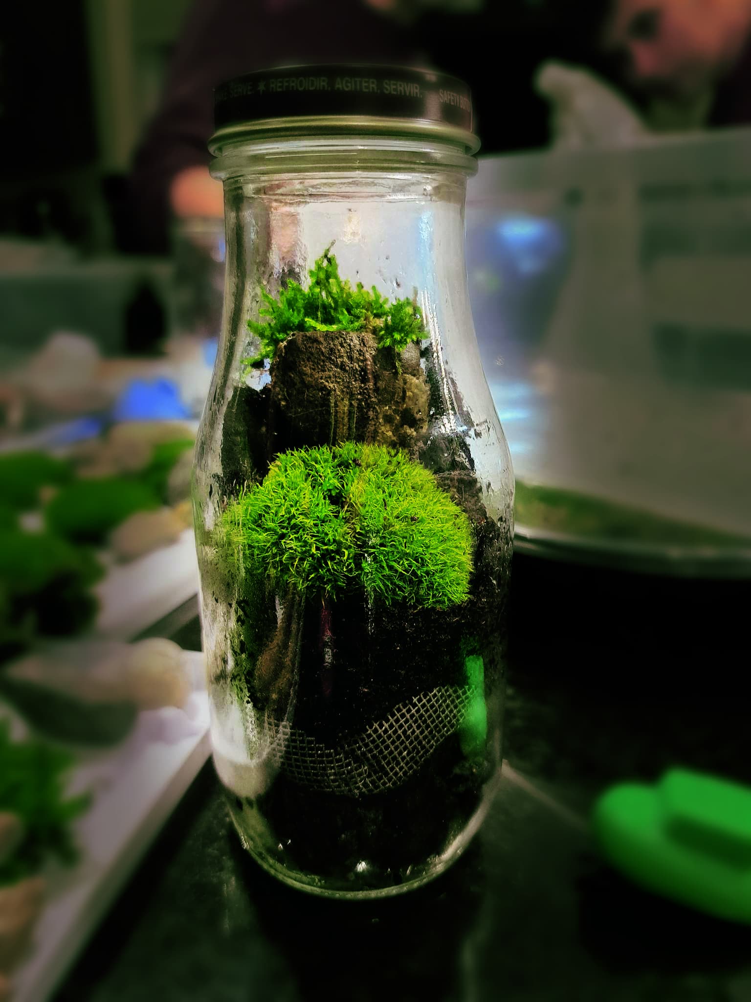 Image of a Terrarium